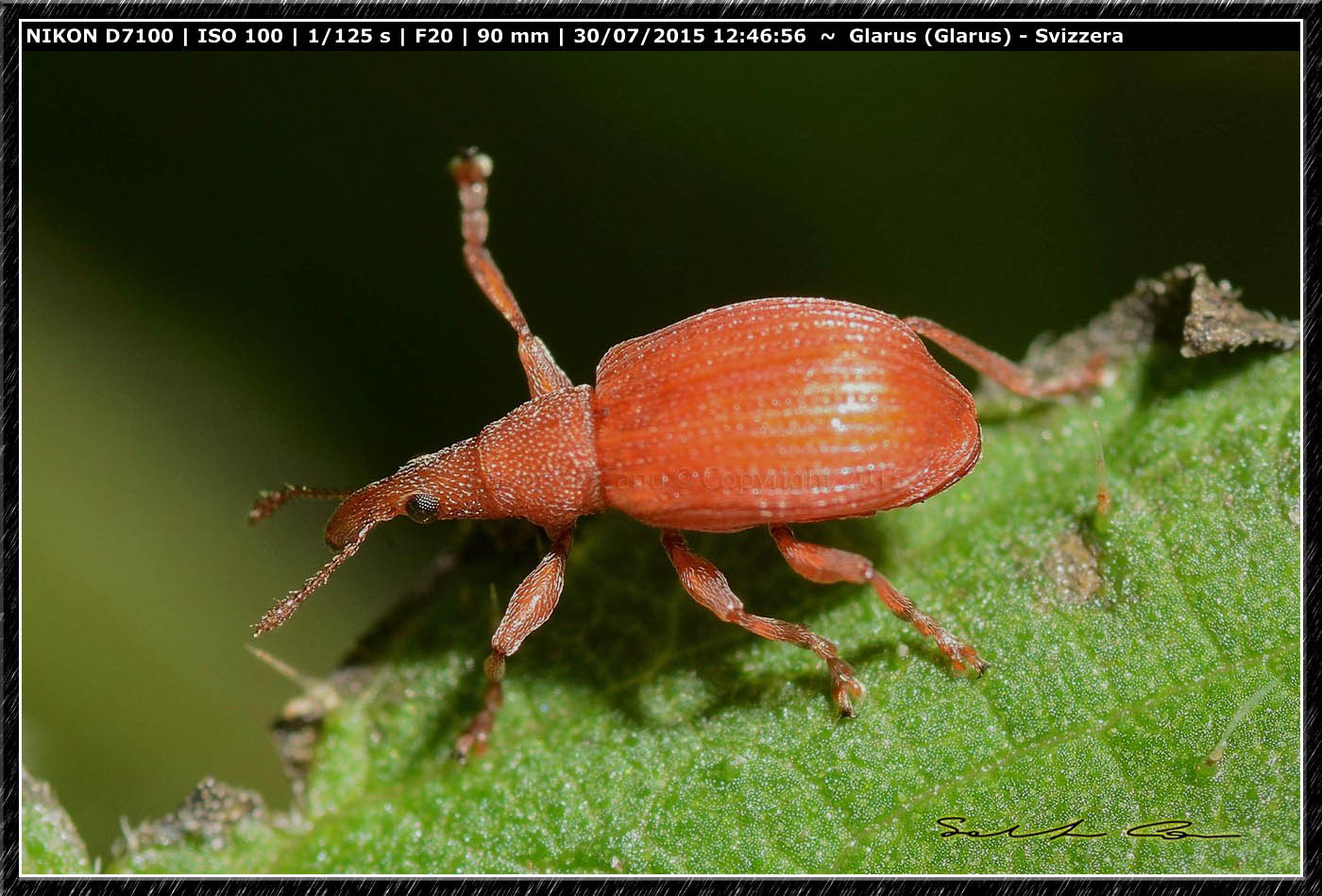 Apion frumentarium - Apionidae